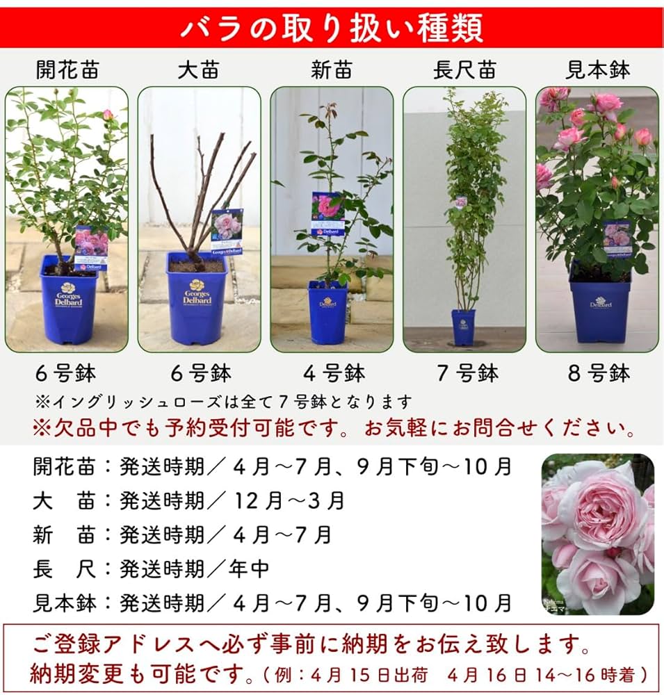 Amazon.co.jp: [ タフタ バラ 新苗 4号鉢 ] バラ苗 鉢植え 薔薇